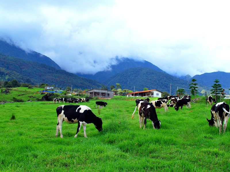 dairy farm