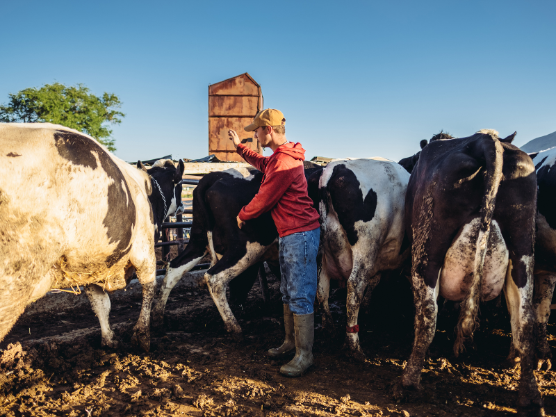 dairy farm