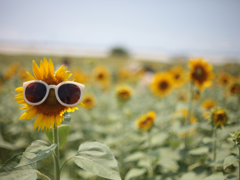 summer business ideas